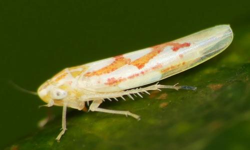 Zygina sp.